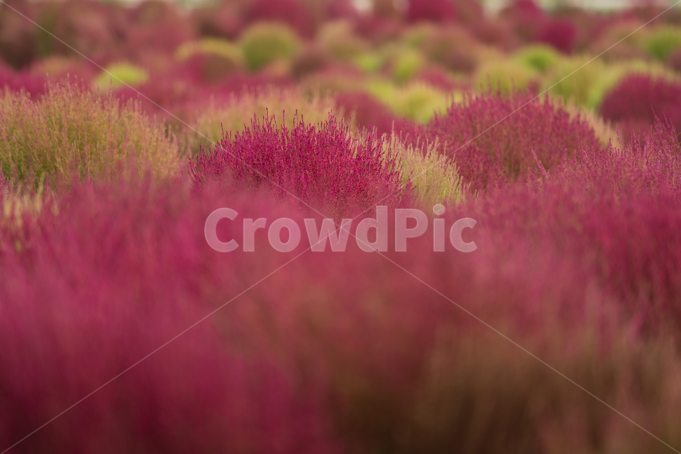 자연,식물,풍경,꽃,꽃밭,flower,풀밭,식물,자연,plants,nature