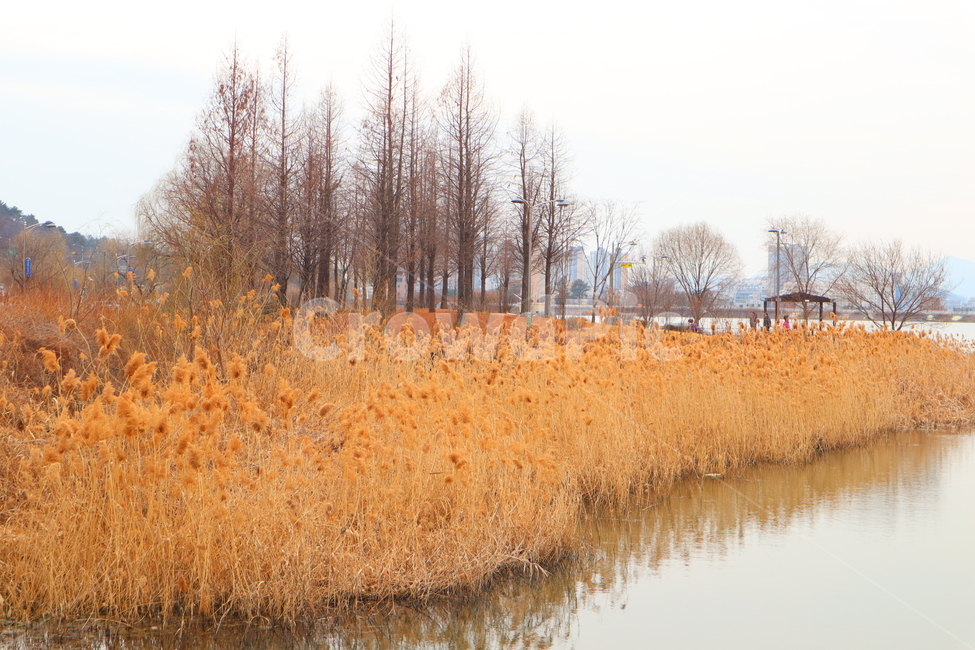 갈대,호수,reed,가을,갈색