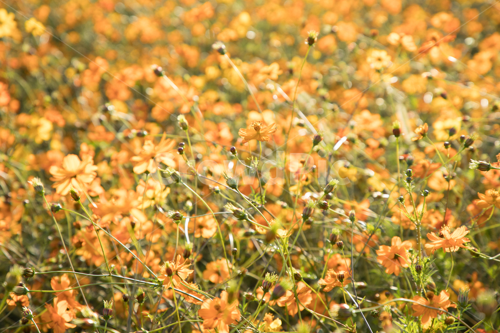 코스모스,꽃,자연,식물,가을,아름다운,commoncosmos,가을,계절,fall,autumn,season,식물,자연,plants,nature,꽃,flower,field,들,outdoors,옥외,grassland,목초지