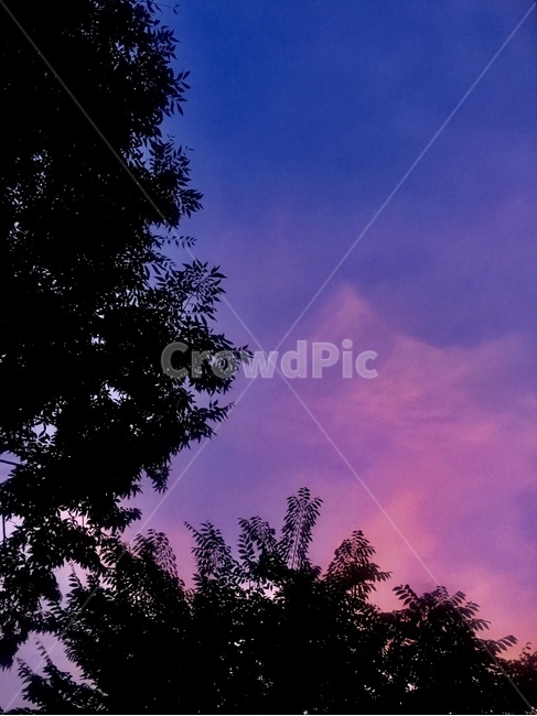 silhouette,실루엣,nature,자연,outdoors,옥외,보라,purple,나무,나뭇잎,감성,tree,sky,하늘,구름,cloud,pink,분홍,자연,풍경,nature,landscape,식물,plants,나무,trees,wood