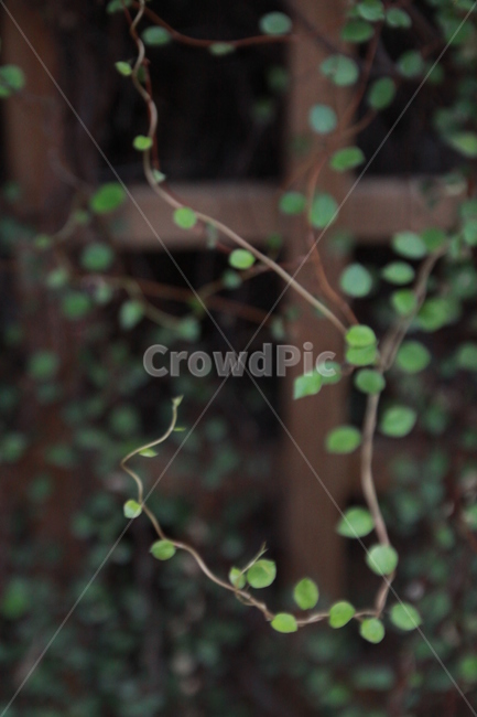 풀,어둠,나무,트리,줄기,잎,식물,자연,plants,nature