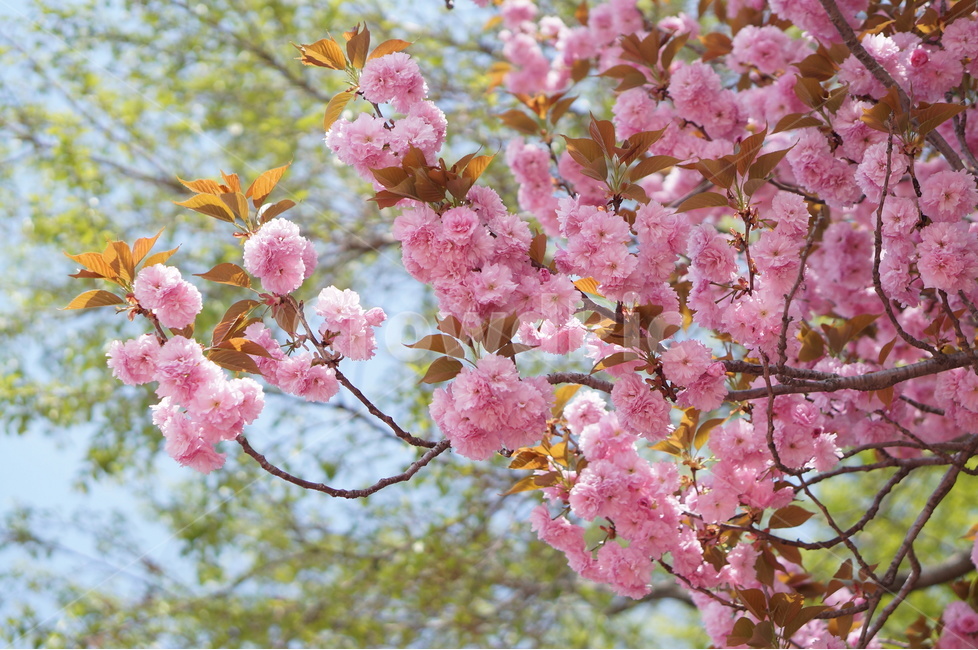 왕벚꽃,겹벚꽃,봄,풍경,핑크,나무,봄,계절,spring,season,식물,자연,plants,nature,꽃,flower,plant,blossom