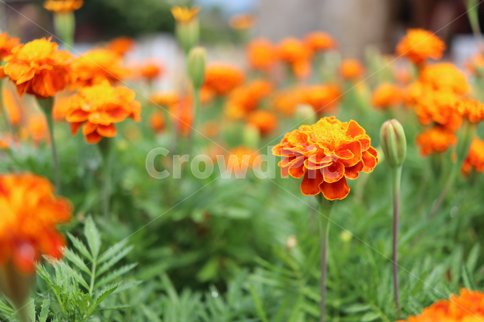 마리골드,여름꽃,식물,녹색,자연,근접촬영,꽃잎,오렌지색,배경화면,flower,농업,취미생활,원예,botany,식물,자연,plants,nature,꽃,flower