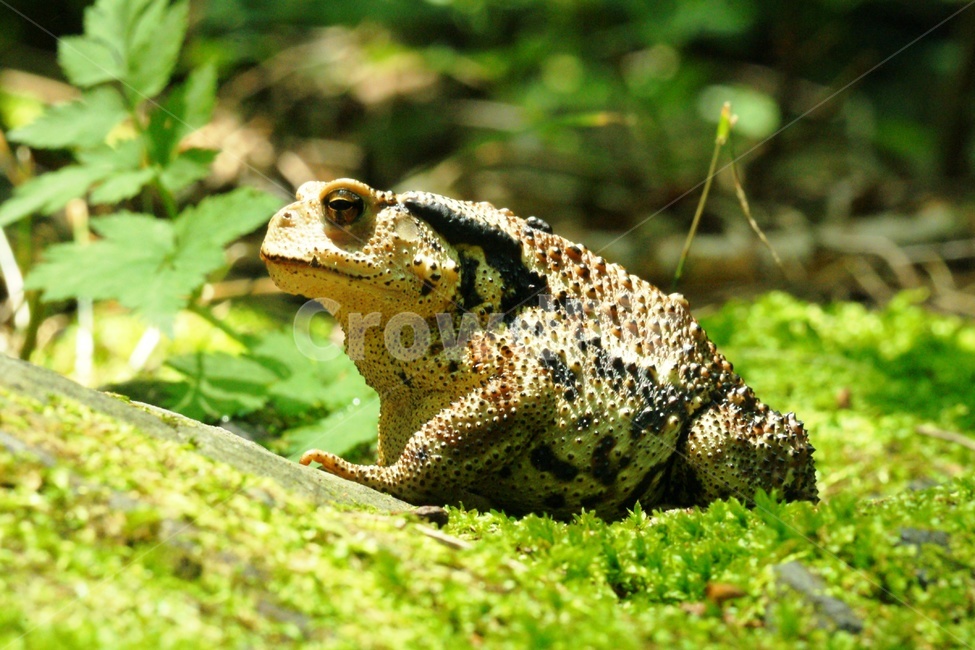 두꺼비,동물,양서류,계곡,돌기,동물,animal,파충류,양서류,reptile,amphibian