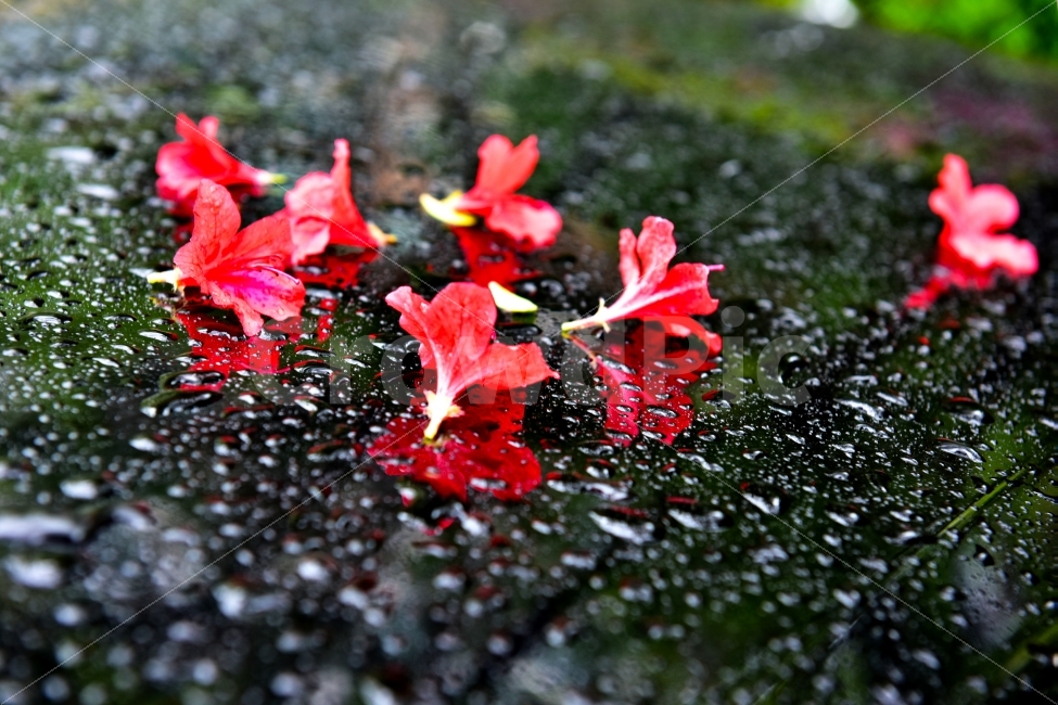 비,철쭉,꽃,빨간꽃,빗방울,식물,자연,plants,nature,비,비오는날,rain,rainy,꽃,flower