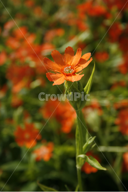동자꽃,식물,flower,plants,nature,꽃,꽃봉오리,꽃밭,식물,자연,plants,nature,꽃,flower