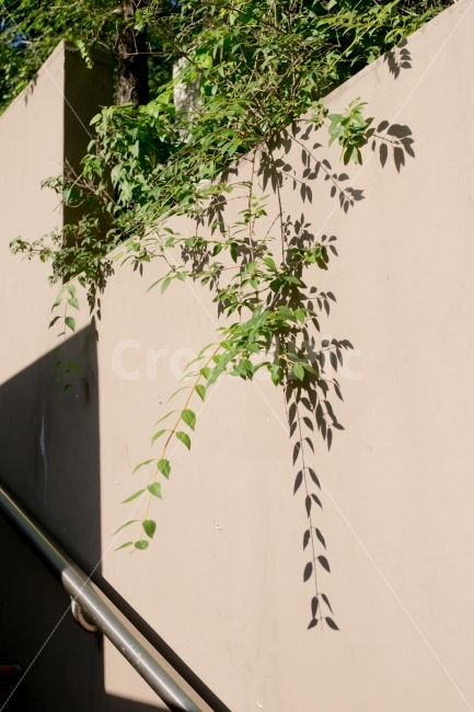 그림자,풀,식물,풍경,녹색,식물,자연,plants,nature,감성,sensible,feeling