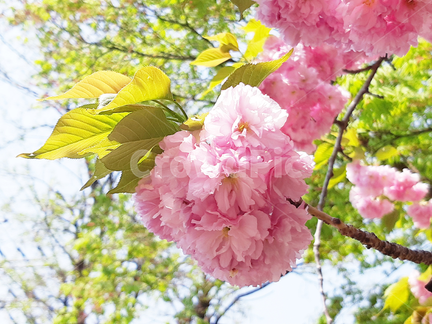 겹벚꽃,벚꽃,봄,꽃,식물,분홍,핑크,계절,자연,나무,벚나무,체리블라썸,봄,계절,spring,season,plant