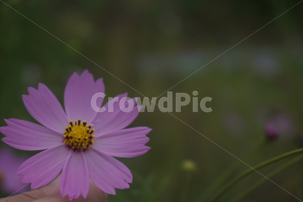 plant,식물,코스모스,가을,자연,풍경,식물,자연,plants,nature,꽃,flower
