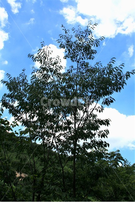 망개나무,갈매나뭇과,희귀수,멸종위기야생식물,낙엽교목,나무,식물,자연,plants,nature,나무,trees,wood