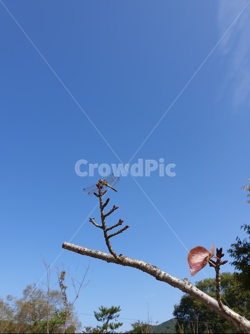 잠자리,나뭇가지,가을,하늘,여름,풍경,dragonfly,branch,sky,blue,plant,식물,곤충