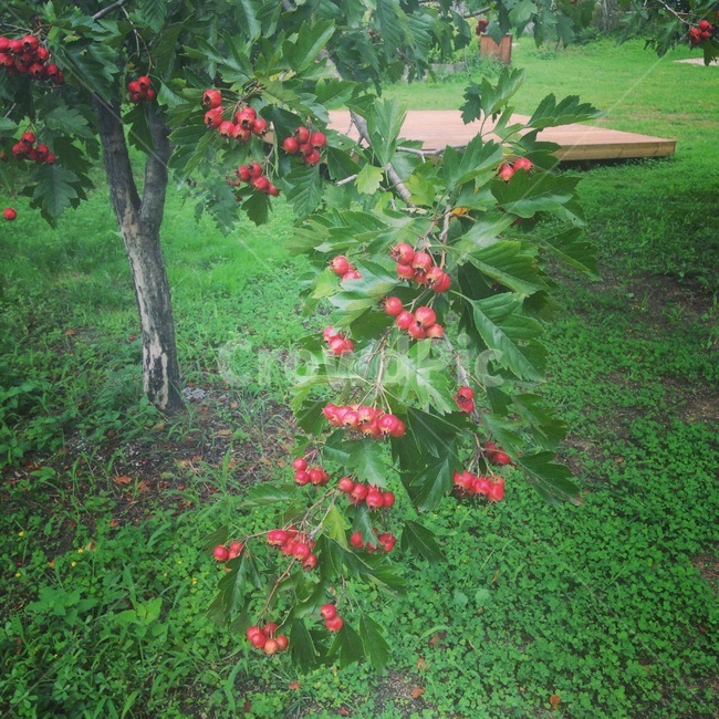 산사나무,나무,메이플라워,열매,tree,자연,식물,자연,plants,nature,과일,열매,fruit