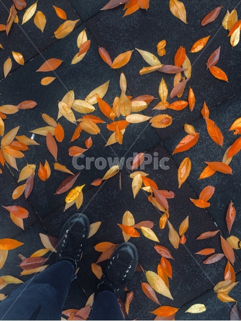 낙엽,가을,잎,자연,단풍,가을,계절,fall,autumn,season,fish,물고기,animal,동물,goldfish,금붕어