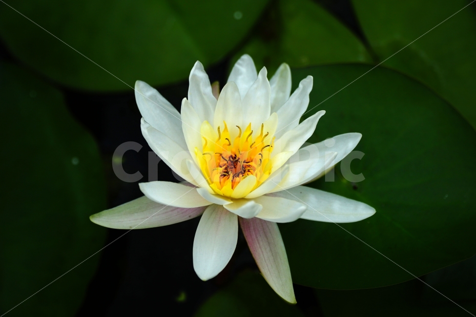연꽃,연꽃잎,식물,자연,연못,수련,물꽃,수초,플라워,꽃사진,flower,nature,공원,수생식물,감성,감성사진,힐링,힐링사진,한국의자연,한국자연,한국풍경,여름꽃,스냅,스냅사진,스넵,스넵사진,snap,snapshot,plant,plants,정원,식물,자연,plants,nature,꽃,flower