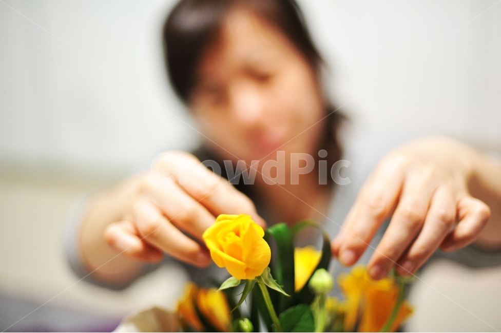 꺾꽂이,꽃,장미,노란장미,식물,장식,손,꽃,flower,사람,인물,인간,human,person,인물실루엣,사람실루엣,character silhouette,human silhouette,plant