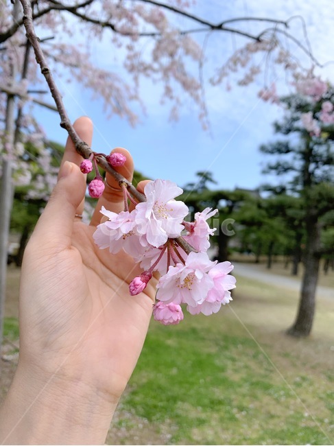 벚꽃,겹벚꽃,손,cherryblossom,hand