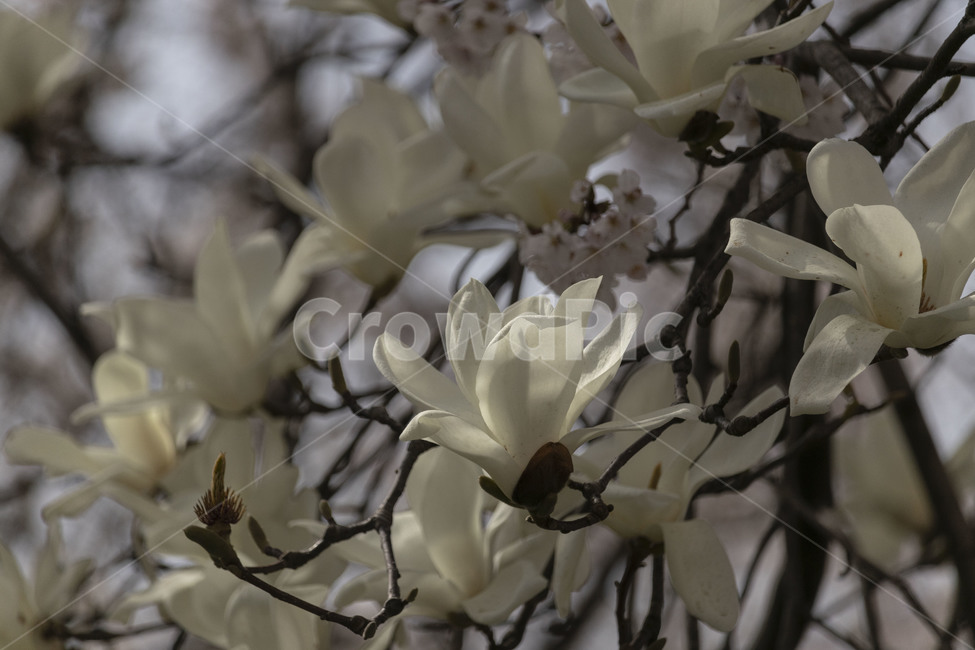 목련,백목련,봄꽃,목련꽃,흰목련,식물,자연,plants,nature,꽃,flower