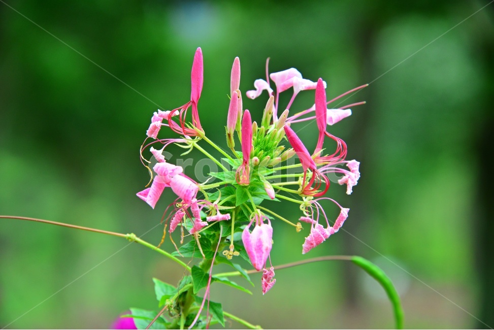 plant,식물,blossom,flower,꽃,야생화,분홍바늘꽃
