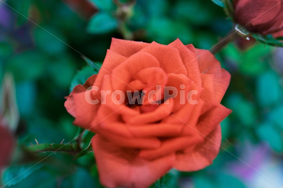 flower,plant,식물,blossom,꽃,rose,장미,식물,자연,plants,nature,꽃,flower