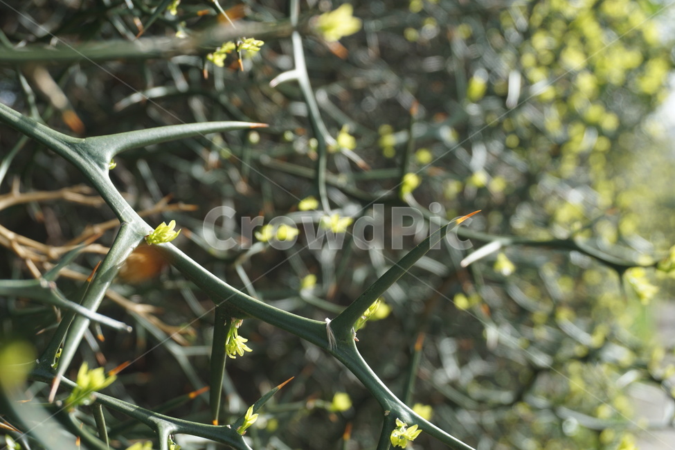 봄,4월,탱자나무,탱자나무가시,새순,녹색,연두색,가시,가시나무,봄,계절,spring,season,식물,자연,plants,nature,감성,sensible,feeling,휴식,힐링,rest,relaxation,healing,plant