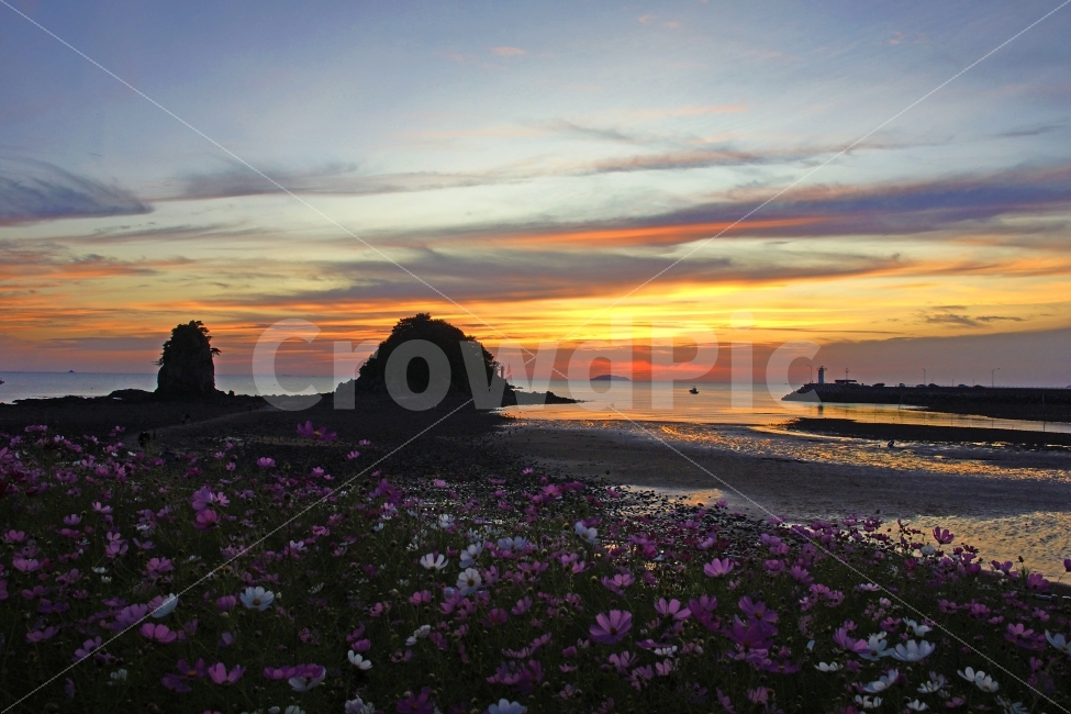 노을,코스모스,저녁바다,여행,풍경,자연,풍경,nature,landscape,가을,계절,fall,autumn,season,등대,lighthouse,해변,바다,beach,sea,sky,하늘,outdoors,옥외,dusk,황혼,red sky,붉은 하늘,dawn,새벽,sunset,일몰