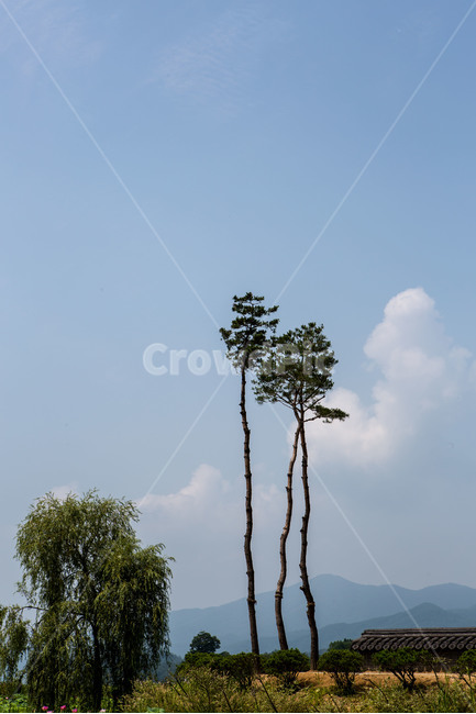 소나무,풍경,하늘,구름,감성,식물,자연,plants,nature,나무,trees,wood