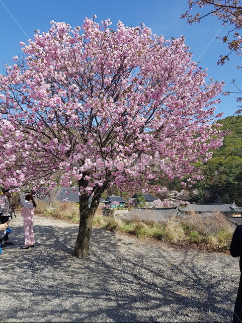 donariumcherry,겹벚꽃나무,봄날,데이트,산책,오후