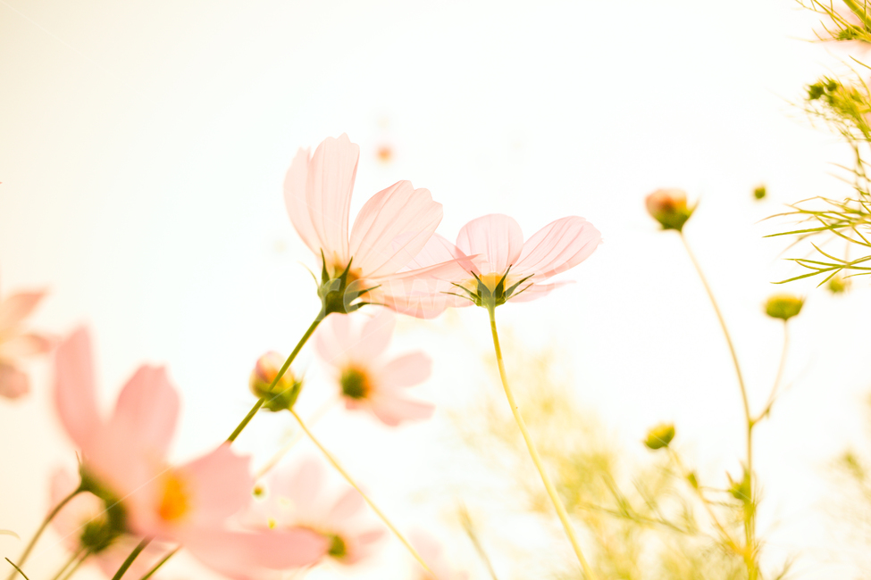 plant,식물,flower,꽃,blossom,코스모스,cosmos,가을,계절,fall,autumn,season,식물,자연,plants,nature,꽃,flower,petal,꽃잎