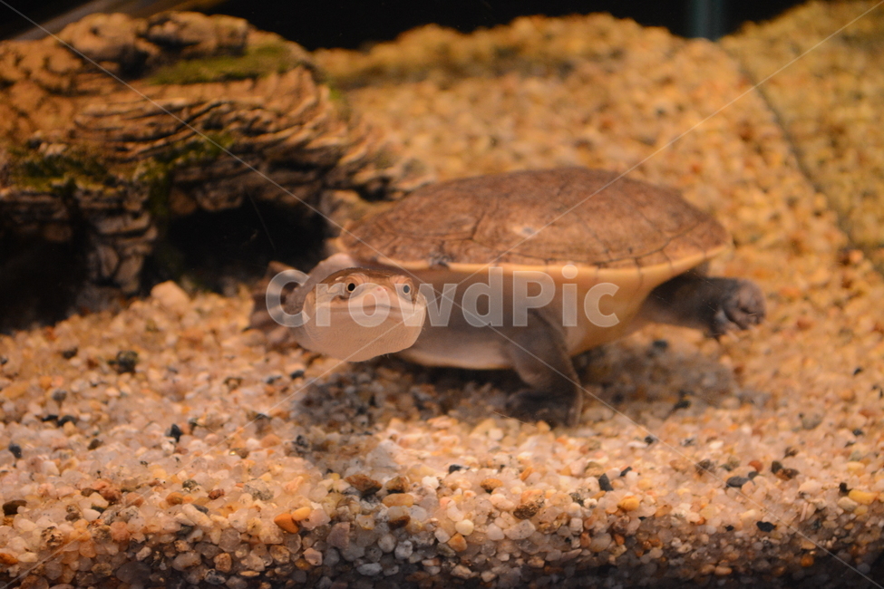 거북이,turtle,fish,자라,물,동물,animal,파충류,양서류,reptile,amphibian