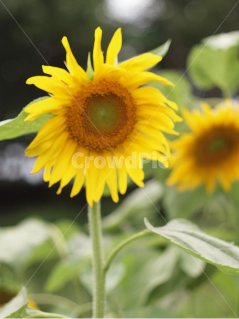 해바라기,식물,plant,flower,꽃,blossom,식물,자연,plants,nature,꽃,flower