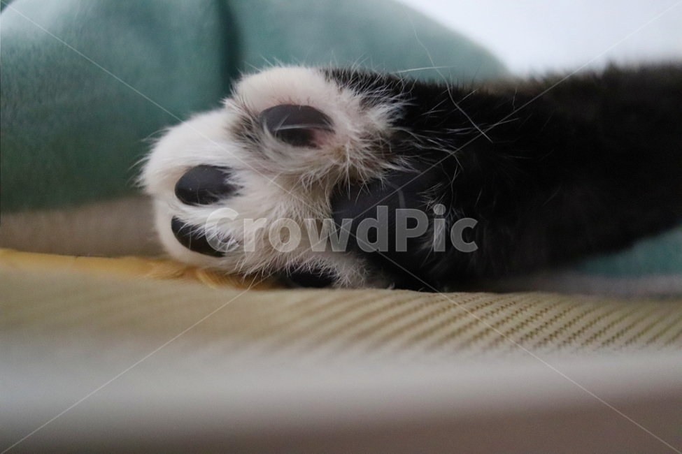 cat,cat jelly,black jelly,animal,cat paws