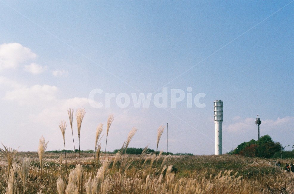 식물,grass,잔디,하늘공원,plant,날씨,하늘,구름,갈대,필름,식물,자연,plants,nature
