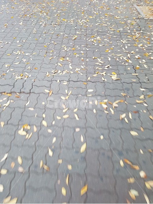 가을,낙엽,보도블럭,갈색,떨어져있는