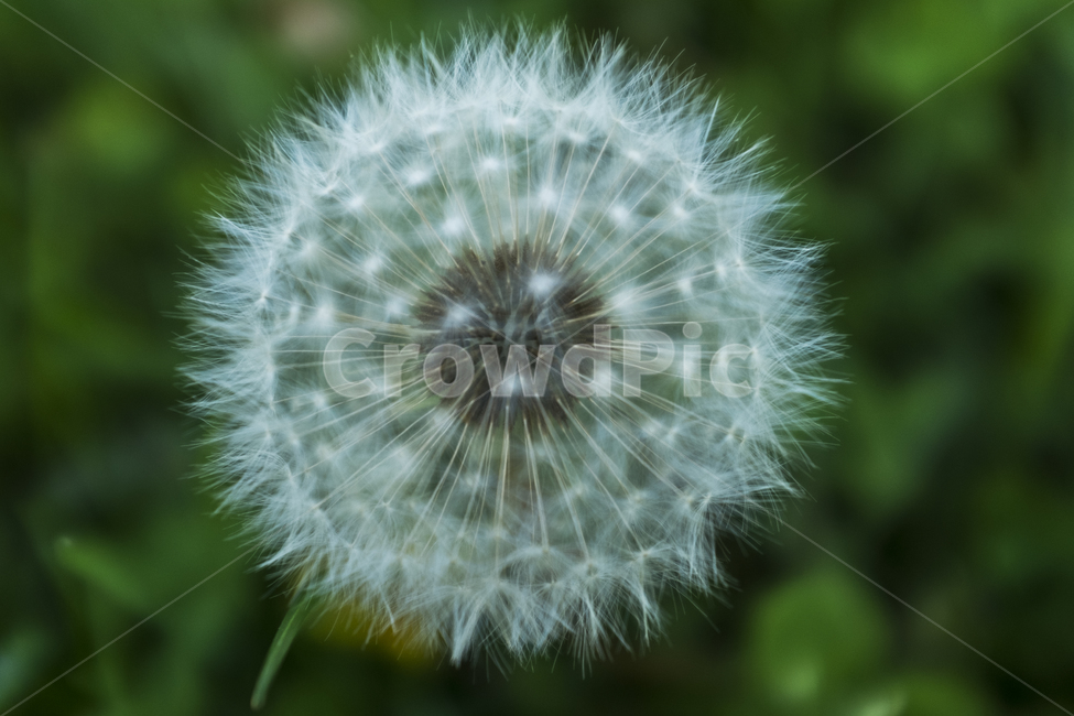 plant,식물,flower,꽃,blossom,dandelion,민들레,확대,화이트,하얀,흐리게,봄,색깜,closeup,pollen,green,background,spring