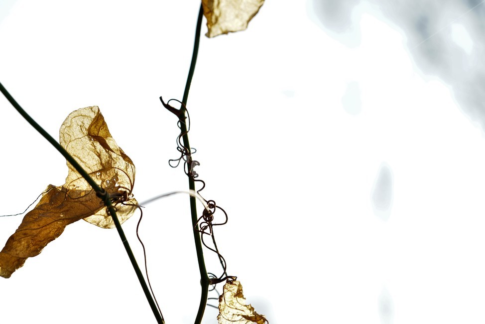 마른잎,마른가지,겨울풀,겨울풀밭,감성,식물,자연,plants,nature