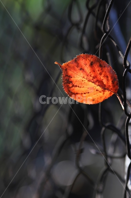 단풍잎,가을풍경,식물,자연,감성사진,단풍,가을,계절,fall,autumn,season,식물,자연,plants,nature,감성,sensible,feeling,veins,정맥