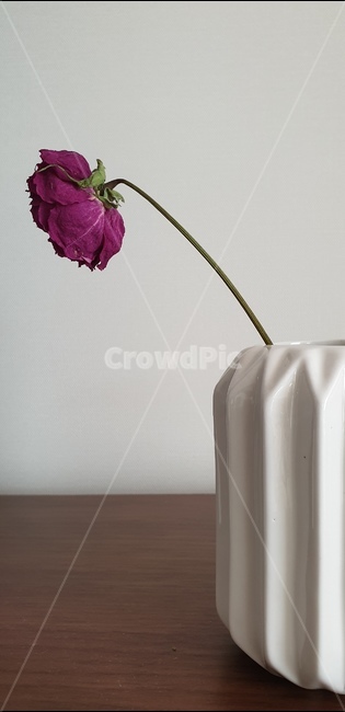 꽃,인테리어,봄,장미,안개꽃,실내용화초,화분,화초,house plant