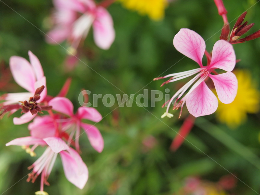꽃,flower,제라늄,geranium,식물,plant,blossom