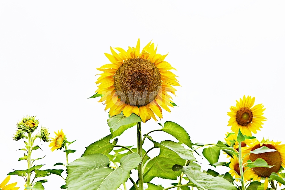 해바라기,꽃,씨,꽃잎,식물
