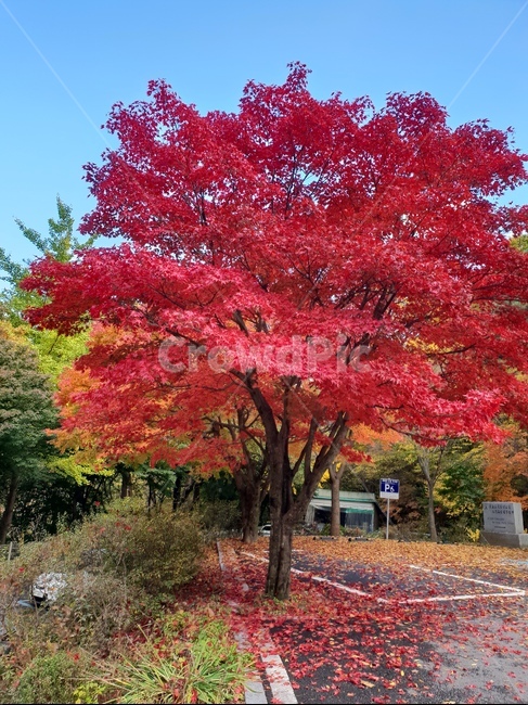 plant,식물,tree,나무,maple,단풍,가을,계절,fall,autumn,season