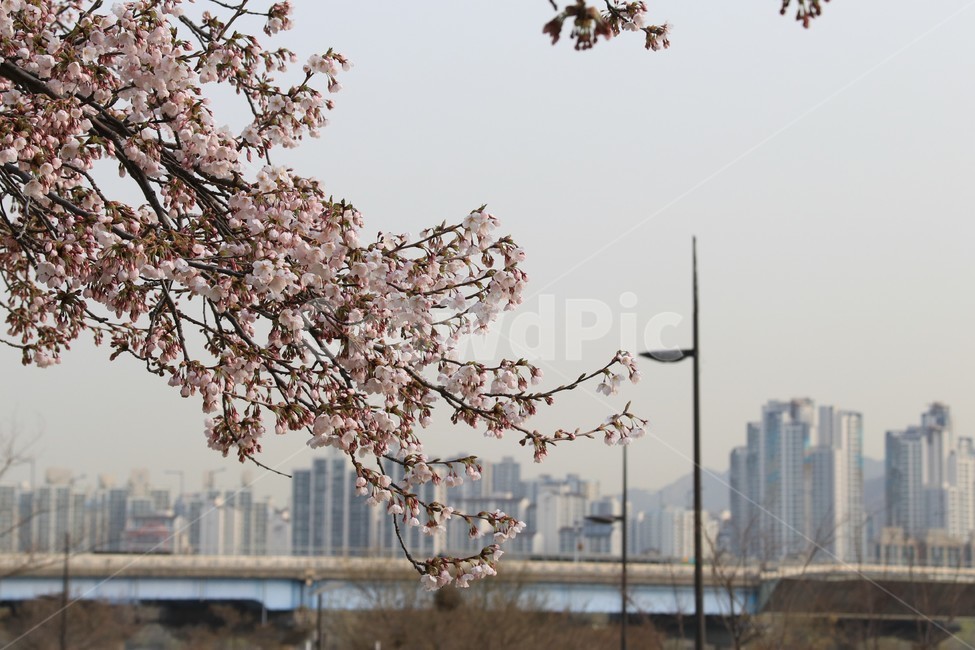 plant,식물,blossom,cherryblossom,벚꽃,flower,꽃,자연,식물,자연,plants,nature,꽃,flower