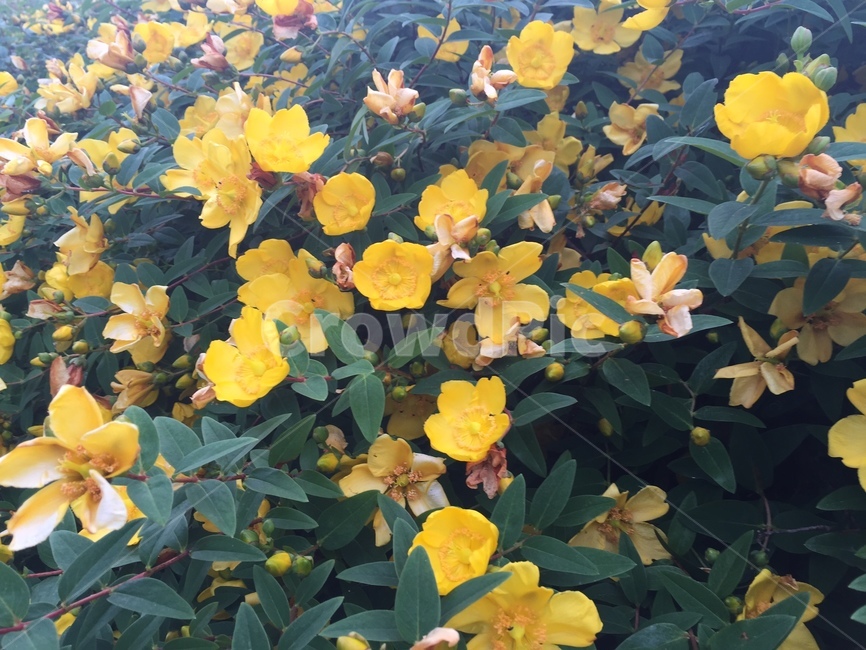 꽃,노란색,꽃잎,풍성함,샛노란,식물,자연,plants,nature,꽃,flower