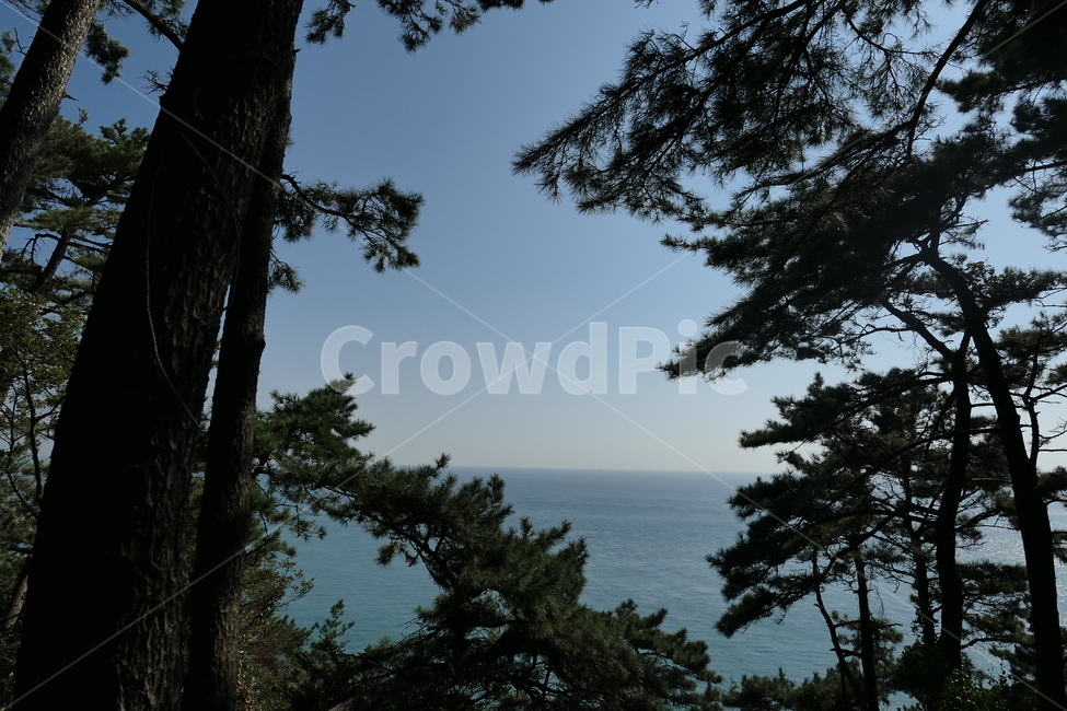 식물,나무,nature,소나무,태종대,식물,자연,plants,nature,나무,trees,wood