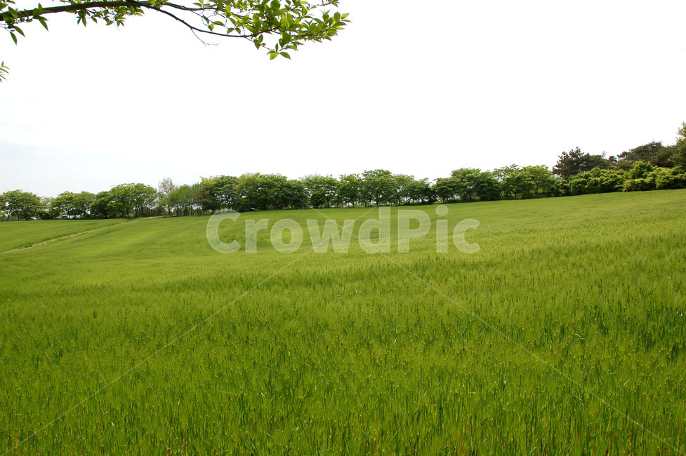 보리,보리밭,청보리축제,바람,초원,들판,픙경,barle,grassla,자연,풍경,nature,landscape,grass,잔디,plant,식물,field,들,outdoors,옥외,grassland,목초지