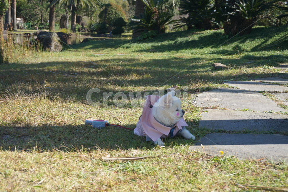 plant,식물,grass,잔디,초록색,green,포메라니안,포메라니언,포메,흰강아지,강아지,개,dog,반려견,white,휴식,그늘