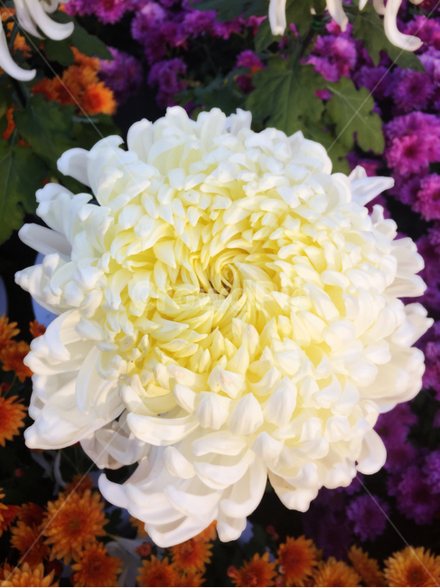 국화,대국,가을,꽃,국화축제,식물,자연,plants,nature,꽃,flower