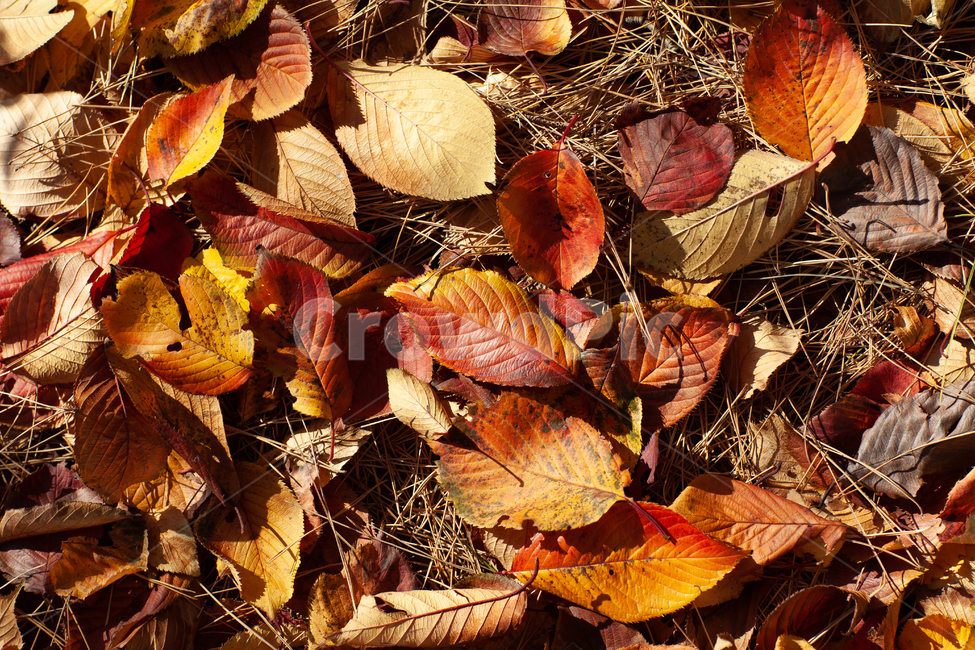 낚엽,가을,단풍,늦가을,잎,식물,바닥,가을,계절,fall,autumn,season