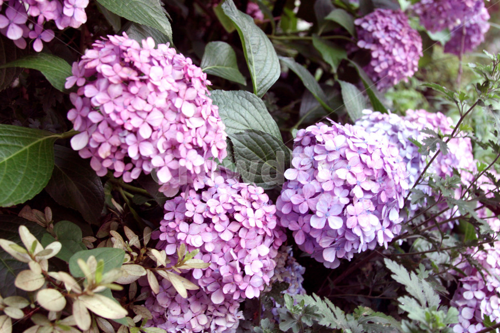 식물,blossom,flower,꽃,plant,식물,자연,plants,nature,꽃,flower