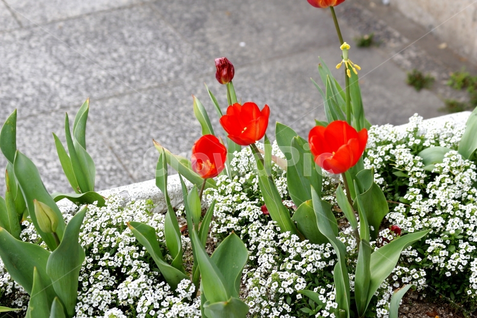 감성,꽃,분위기,식물,자연,plants,nature,flower,휴식,힐링,rest,relaxation,healing,느낌,순간,튤립,후쿠오카,일본,여행,식물,자연,plants,nature,꽃,flower