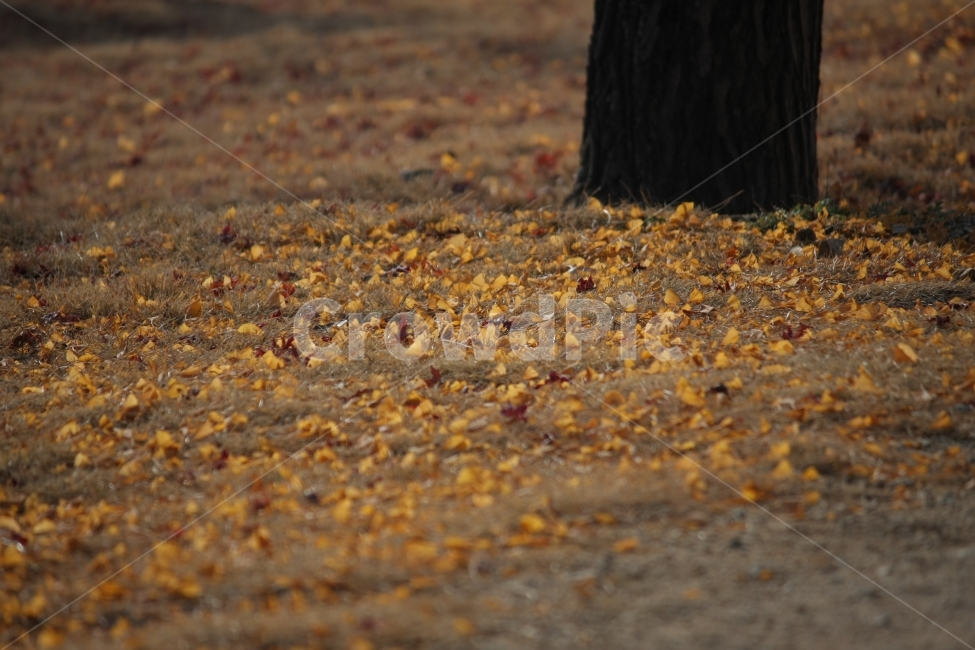 가을,은행,은행잎,은행나무,낙엽,가을,계절,fall,autumn,season,ground,바닥,tree,나무,plant,식물